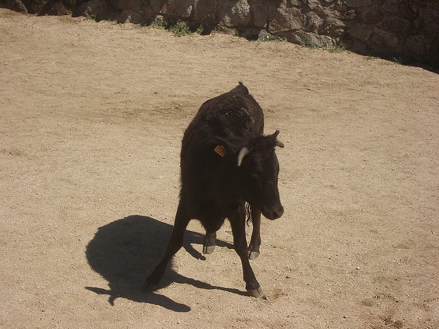  Small heifer for capeas